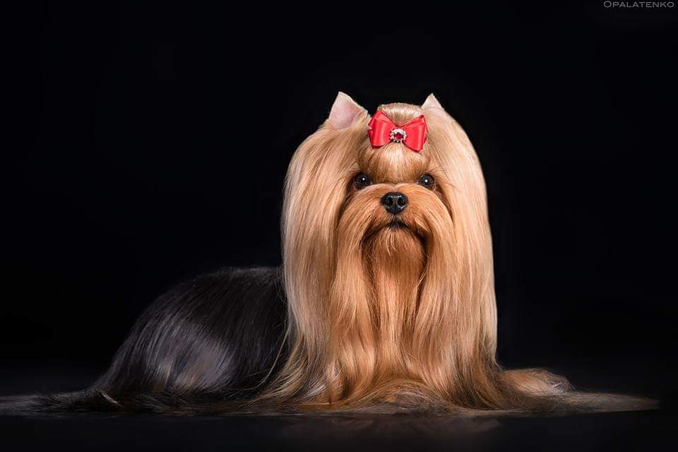 LIFE IMAGE ORLANDO — Labaza DogPedigree YorkshireTerrier